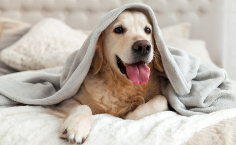 Pet Friendly Hotels in Salt Lake City